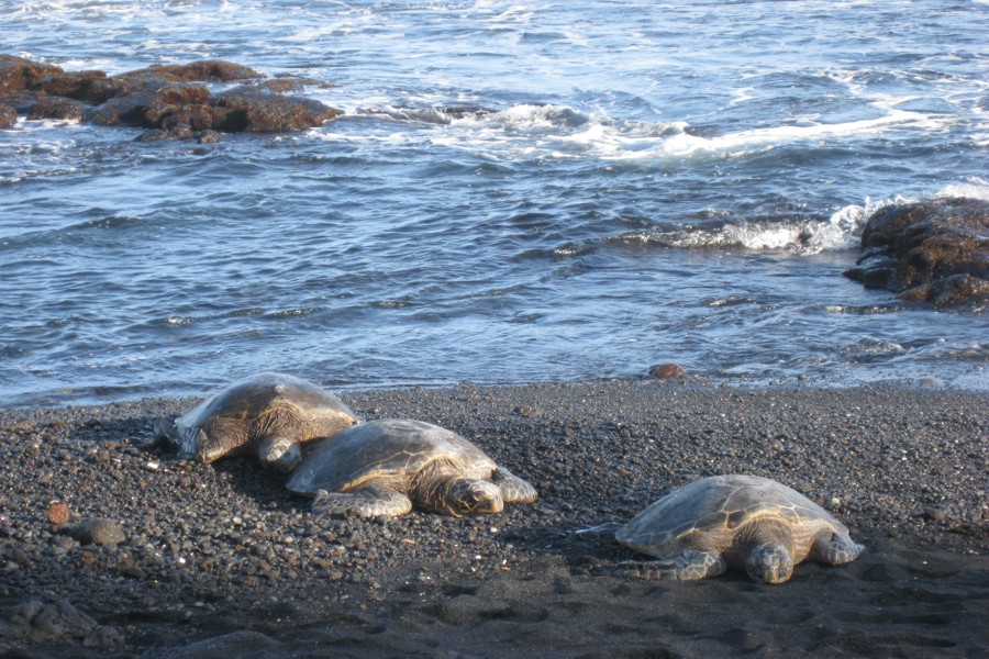 ../image/punaluu black sand beach sea turtles 1.jpg